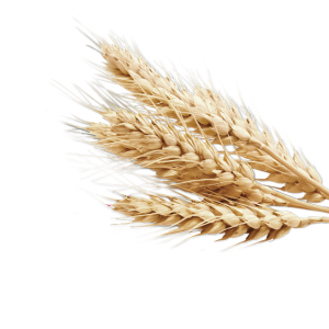 Wheat PNG
