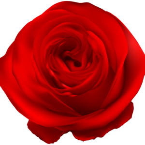 Rose PNG