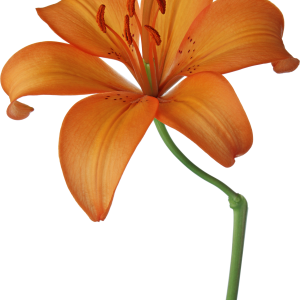 Lilium PNG