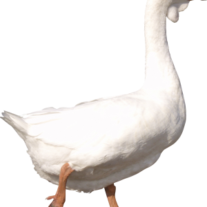 Goose PNG image