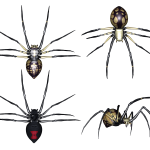 Spider PNG image