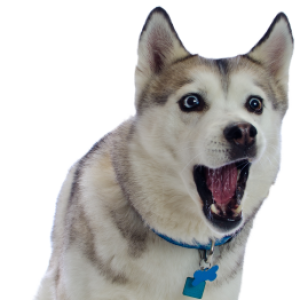Husky PNG