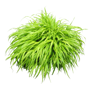 Bush plant PNG image