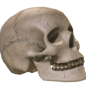 Skull PNG
