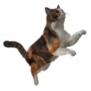 cat png image, free download picture, kitten