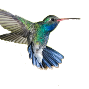 Hummingbird PNG