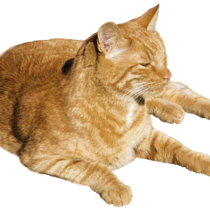 Ginger cat PNG