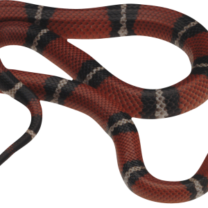 Snake PNG image picture download free