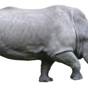 Rhino PNG