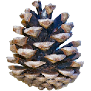 Pine cone PNG