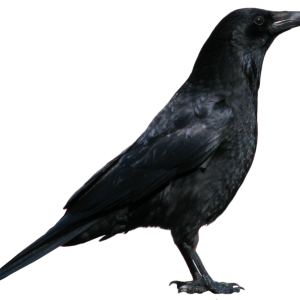 Raven PNG