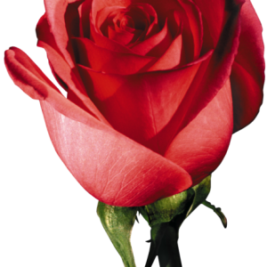 Rose PNG