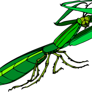 Mantis PNG
