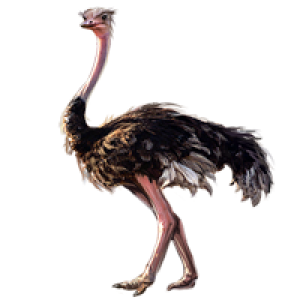 Ostrich PNG