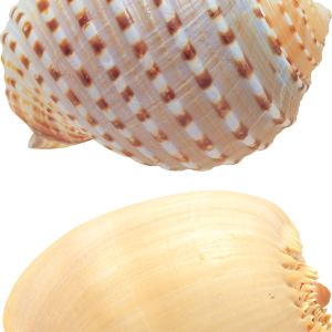 Seashell PNG