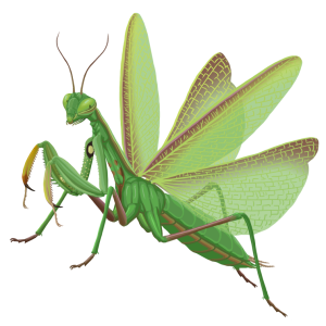 Mantis PNG