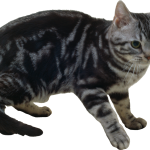 Cat PNG