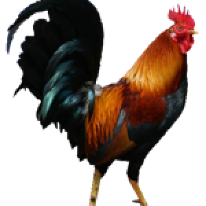 Cock PNG