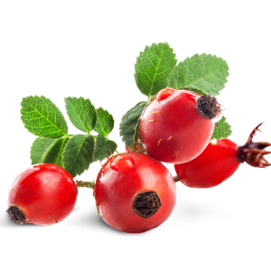 Rose hip PNG