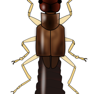 Earwig PNG