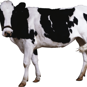 cow PNG