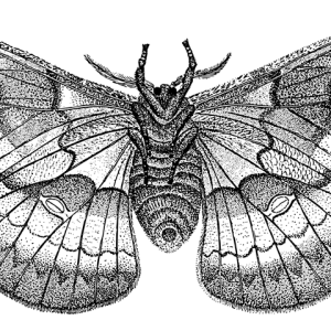 Moth PNG