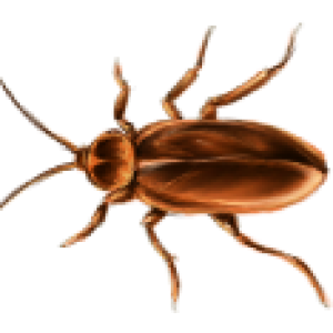 Roach PNG