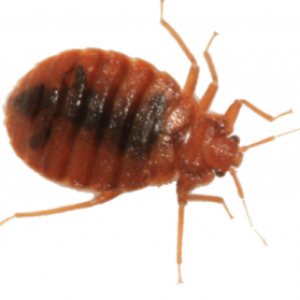 Bed bug PNG