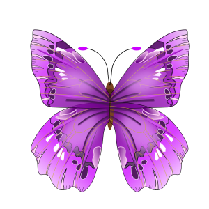 Butterfly PNG image