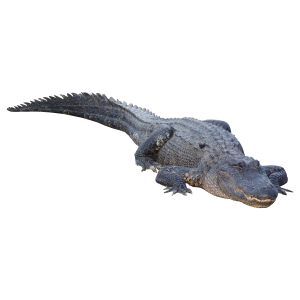 Crocodile PNG