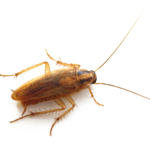 Roach PNG