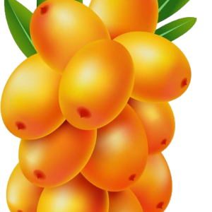 Sea buckthorn PNG