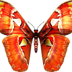 Butterfly PNG image