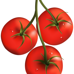three tomatoes on branch PNG