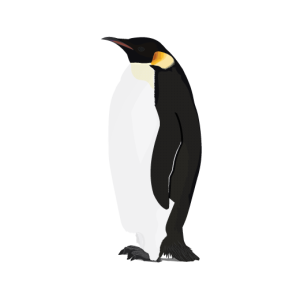 Penguin PNG image