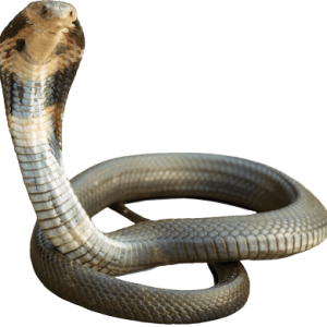 Cobra PNG