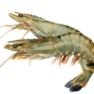 Shrimps PNG