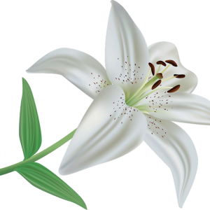 Lilium PNG