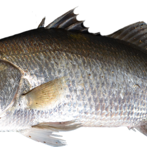 Fish PNG