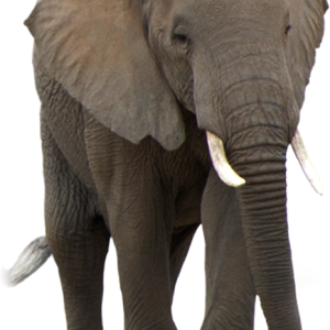Elephant PNG