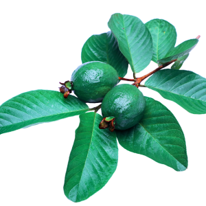 Guava PNG