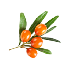 Sea buckthorn PNG