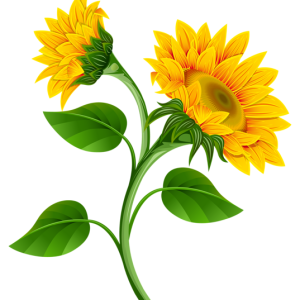 Sunflower PNG