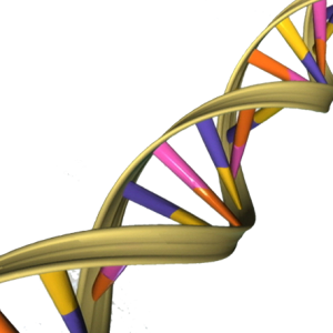 DNA PNG