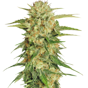 Cannabis PNG