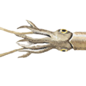Squid PNG