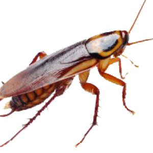 Roach PNG