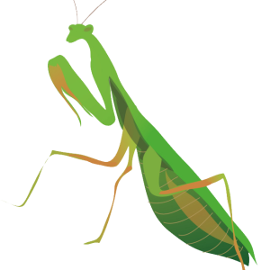 Mantis PNG