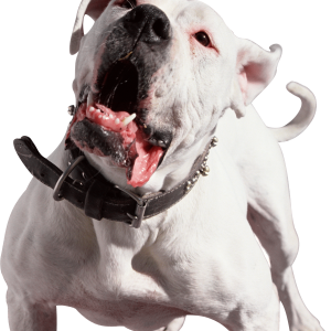 Dog PNG