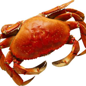 Crab PNG